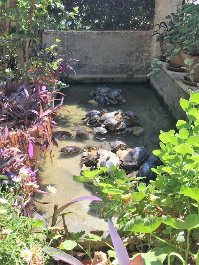 Oasi Del Gabbiano Bed & Breakfast Syracuse Bagian luar foto